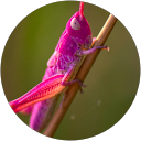 Desiree Quant profile picture